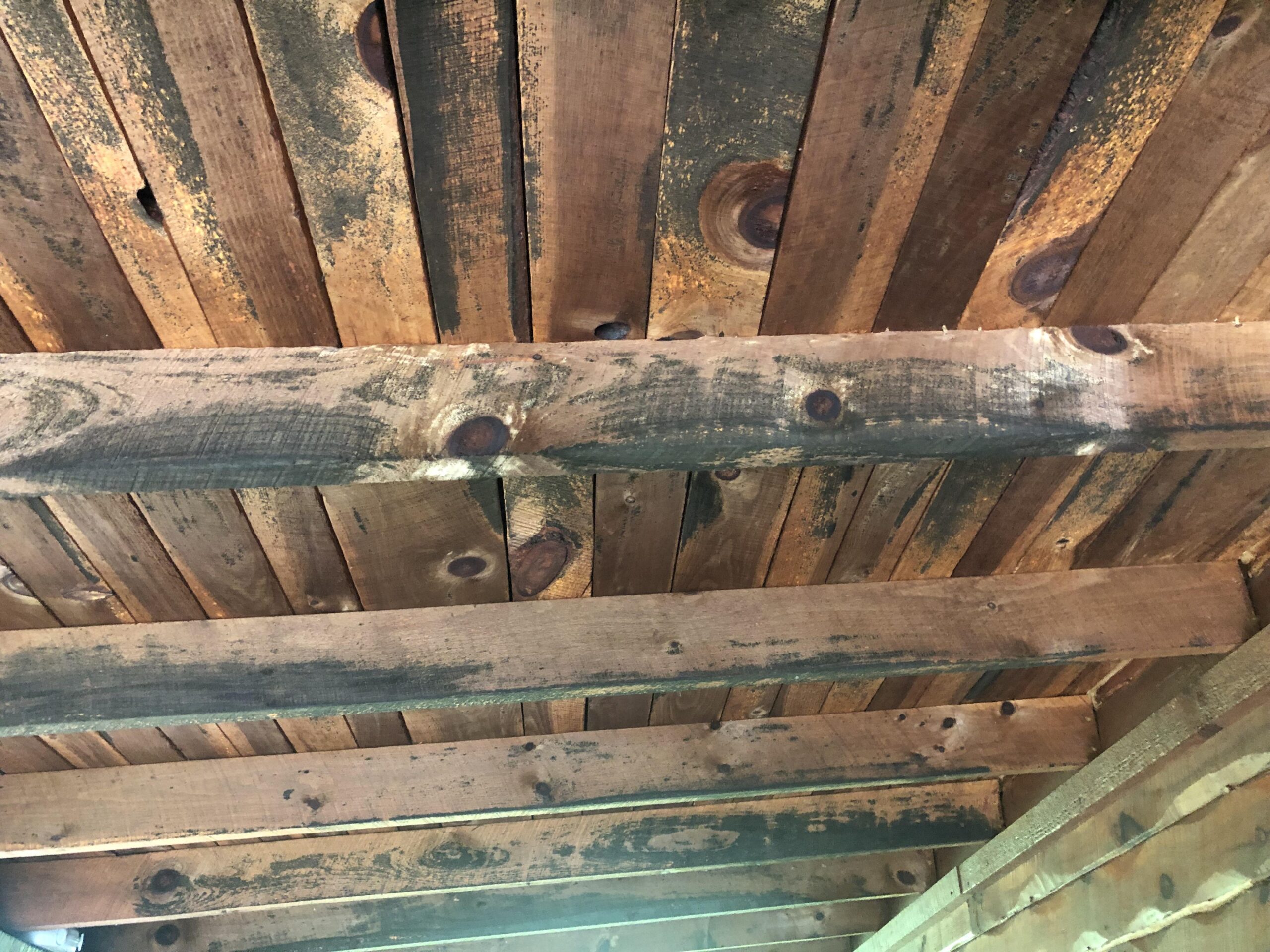 4yctkmzs9scb1 - Roof Fix Florida roof decks with mold and roofing company